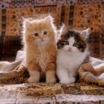 08480-Cute-kittens-with-fringed-cover.jpg