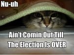 electioncat.jpg