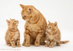 11781-Red-tabby-British-Shorthair-mother-cat-and-kittens-white-background.jpg