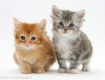 18922_tabby_and_ginger_kittens_white_background_by_captainjimmy99999-d7qiohp.jpg