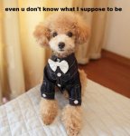 pl2173513-100_cotton_fabric_dog_formal_wear_toy_poodle_clothes_for_wedding_black_color.jpg