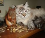 cat-and-squirrel.jpg