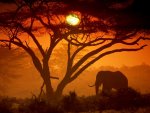Kenya_wildlife.jpg