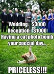 funny-having-a-cat-photo-bomb-your-special-day-is-priceless-01.jpg