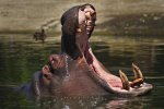 hippopotamus-.jpg