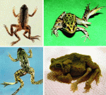 Extra-Leg-Frogs1.gif