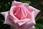 Pink-Rose-roses-9842376-1209-806.jpg