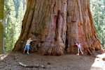 sequoiaForestCalifornia.JPG