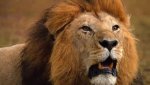 The+most+dangerous+animal+in+the+world+kenya+lions+south+africa+lions+the+biggestlioninthe+world.JPG