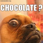 chocolate-pug-meme.jpg