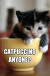 Catpuccino Anyone.jpg