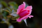 rosebud-pink.jpg