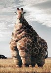 fat_giraffe.jpg