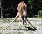 stooping.giraffe.jpg
