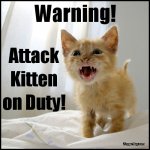 attack_kitten_funny_meme.jpg