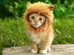 lion-s-mane-cat-hat-3148.jpg
