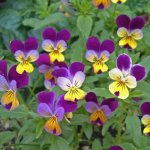 colorful-johnny-jump-up-plants.jpg