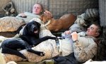 Its-a-Lab-Thing-Military-Labradors-with-Men.jpg