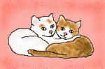2_cats.gif
