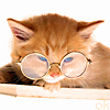 Cat_with_glasses.gif