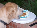 dog_eat_cake11.jpg