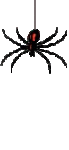 spider_animated5_1_.gif
