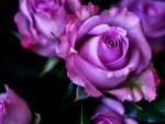 Purple Roses Wallpaper.jpg