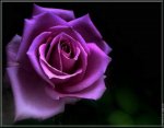 Purple-Rose.jpg