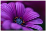 rich dark purple daisy.jpg