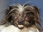 ugliest-dog-2015-promo-ap788232828300.jpg