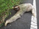 sloth11.jpg