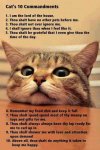 Cat's 10 Commandments.jpg