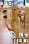It's Tuna Tuesday.jpg