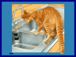 animal-graphics-cats-664796.gif