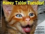 Happy Tabby Tuesday.jpg