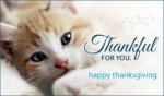 16080-thankful-for-you-happy-thanksgiving-cat-400x200.jpg