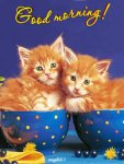Teacup Kittens.jpg