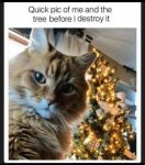 cat and tree.jpg
