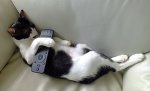 cat-sleeping-on-sofa-1.jpg