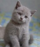 63b978f9b78001cbe424a479d6444467--british-blue-cat-grey-kitten.jpg