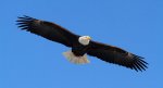 flying-bald-eagle-doug-lloyd.jpg