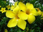 dew_yellow_Flowers_flower-3R8k.jpg