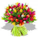 tulips_from_amsterdam.jpg
