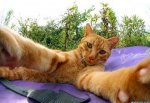 cat-selfie-12.jpg