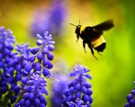 Bee-Bumble-on-hyacinthe-flower.jpg