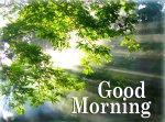 good_morning_with_nature1517247971.jpg