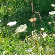 flowersgrass