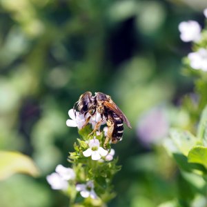 Bee on Thyme