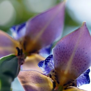 Apostle orchids