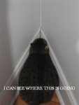 catcorner.jpg